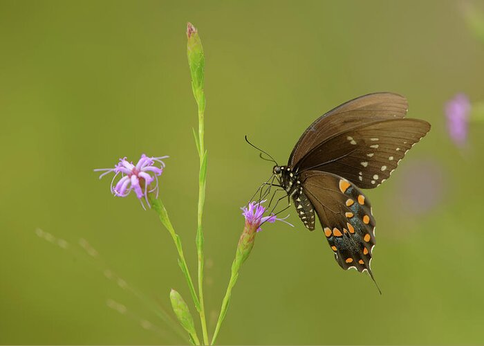 Butterfly Greeting Card featuring the photograph Spicebush Swallowtail by Robert Charity