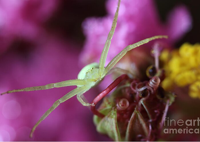 Crab Spider Greeting Card featuring the photograph Spider In The Crepe Myrtle Tree by Mike Eingle