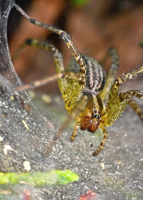 Wall Art Greeting Card featuring the photograph Spider by Jeffrey PERKINS