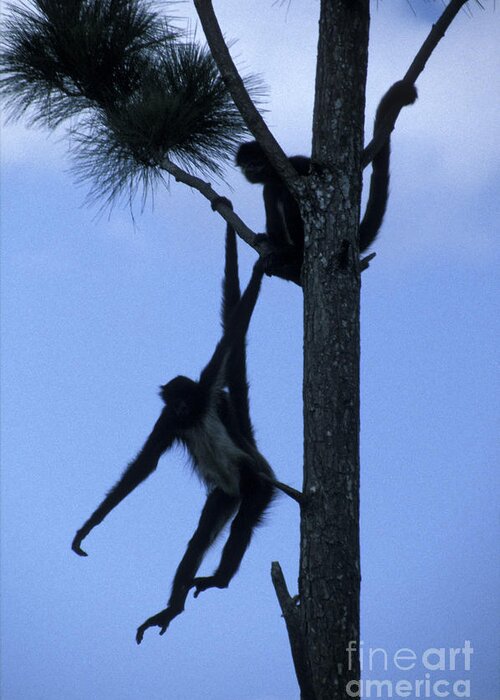 Belize Greeting Card featuring the photograph Spider Monkeys Belize Central America by John Mitchell