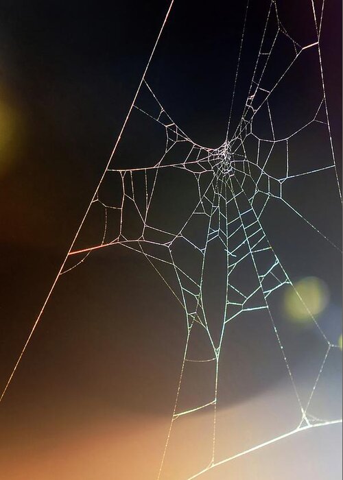 Spider Greeting Card featuring the photograph Spider Web by Carlos Caetano