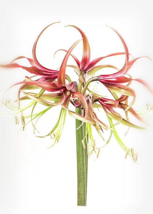 Flower Greeting Card featuring the photograph Spidery amaryllis called Chico by Usha Peddamatham