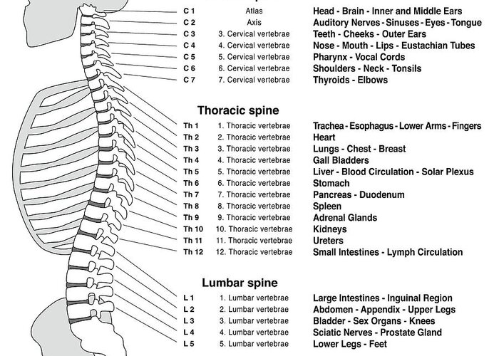 Spine Chart With Numbered Vertebrae