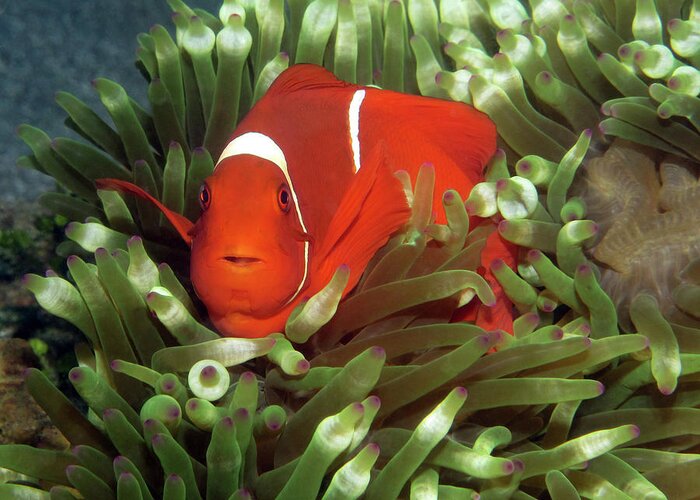 Spinecheek Anemonefish Greeting Card featuring the photograph Spinecheek Anemonefish, Indonesia 2 by Pauline Walsh Jacobson