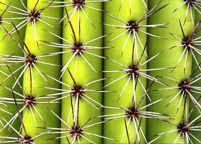 Cactus Greeting Card featuring the photograph Spines by Karen Smale
