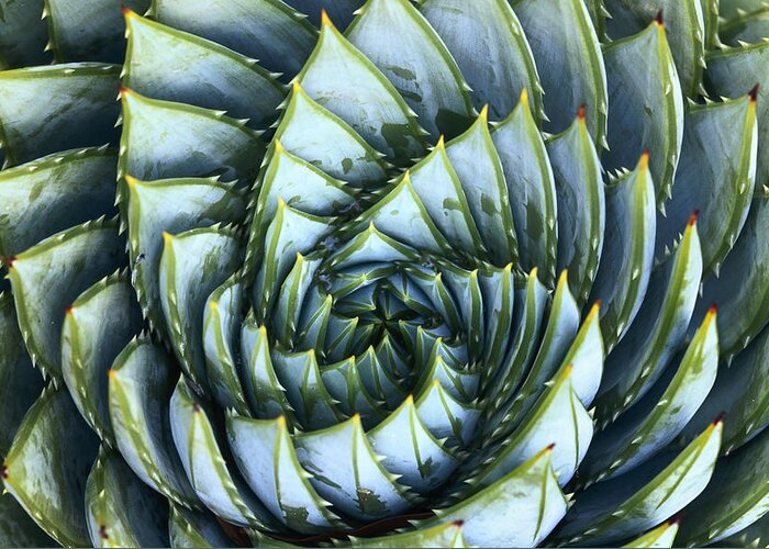 Spiral Greeting Card featuring the photograph Spiral Aloe by Saxon Holt