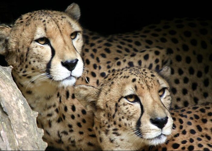 Cheetahs Greeting Card featuring the photograph Spirits by Mitch Cat