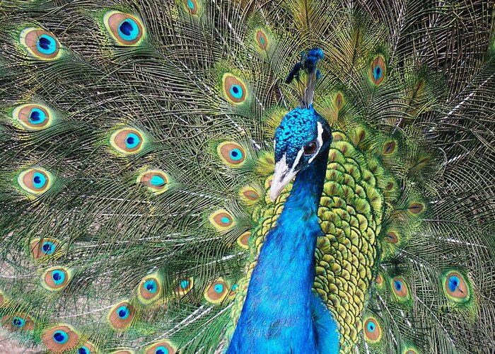 Peacock Greeting Card featuring the photograph Spiritual Eye by Julia Ivanovna Willhite