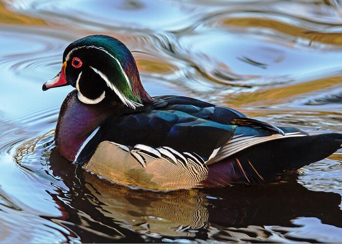 Wood Duck Greeting Card featuring the photograph Splash of Colour by Randy Hall