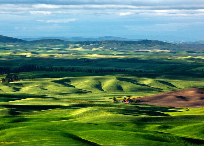 Wheat Greeting Card featuring the photograph Splendid Fields by Todd Klassy