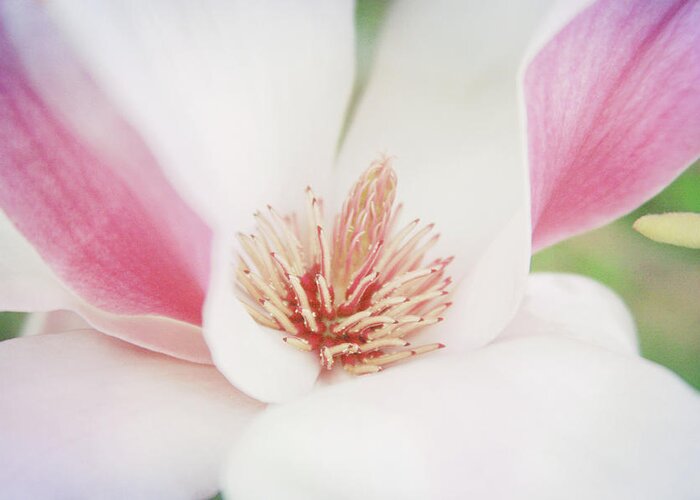 Floral Greeting Card featuring the photograph Splendid Spring by Toni Hopper