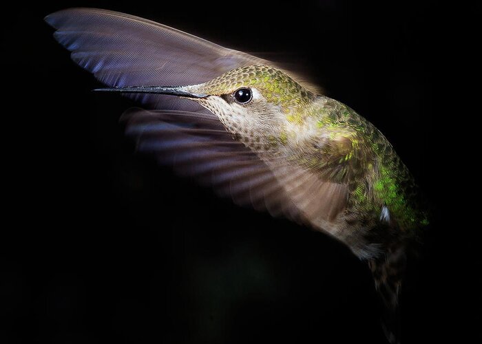 Hummingbird Greeting Card featuring the photograph Splendor by Briand Sanderson