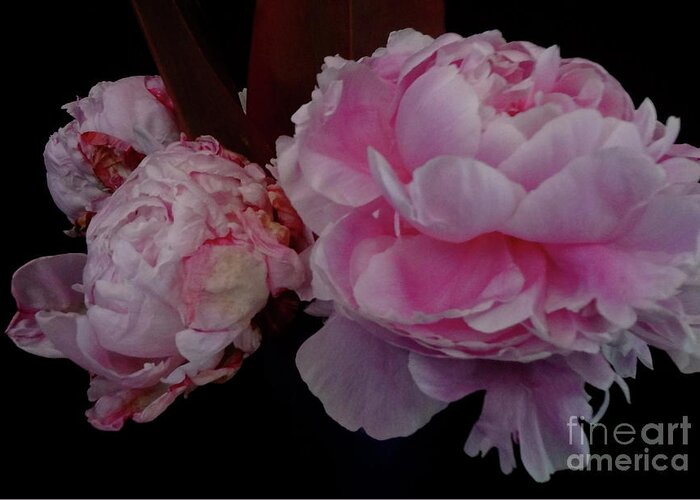 Pink Peony Greeting Card featuring the painting Splendor in Pink by Jenny Lee
