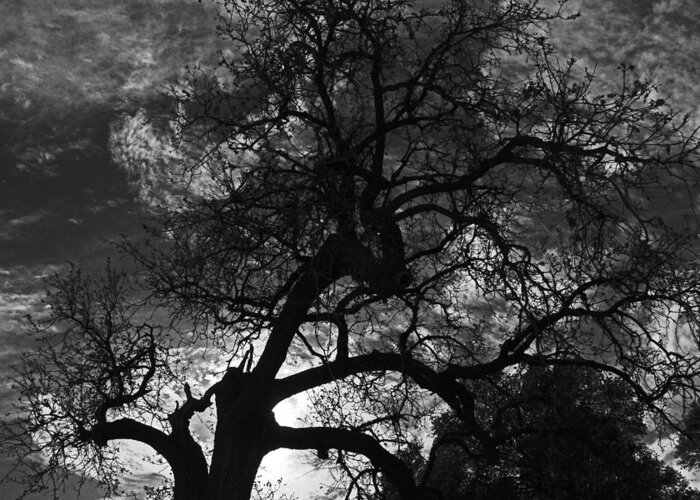 Tree Greeting Card featuring the photograph Spooky Tree by Shoal Hollingsworth