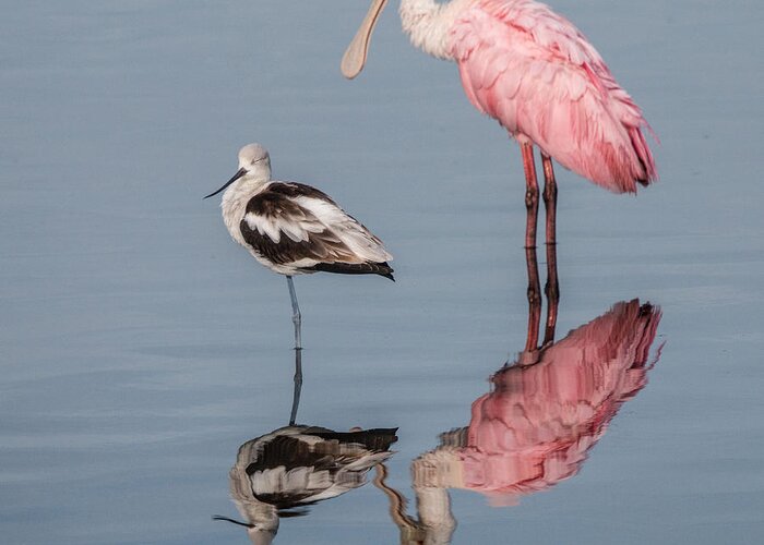 Spoonbill Greeting Card featuring the photograph Spoonbill, American Avocet, and Reflection by Dorothy Cunningham