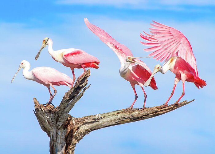 Roseate Spoonbill Greeting Card featuring the photograph Spoonbill Party by Mark Andrew Thomas