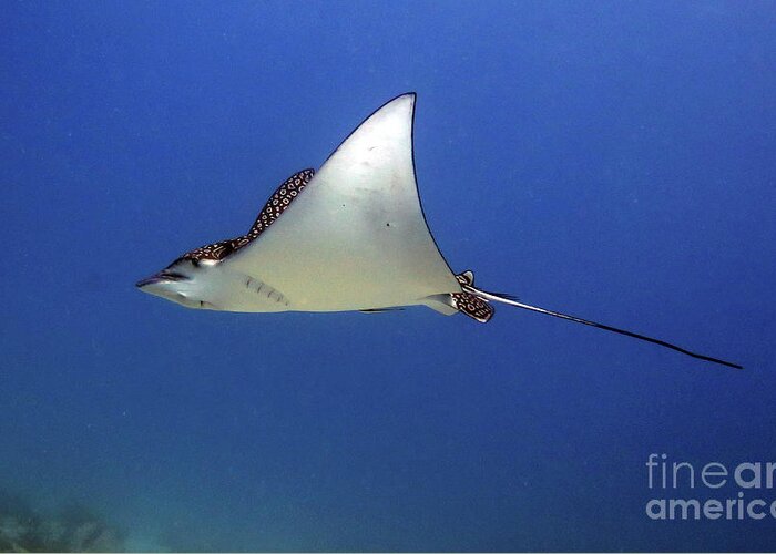 Underwater Greeting Card featuring the photograph Spotted Eagle Ray by Daryl Duda