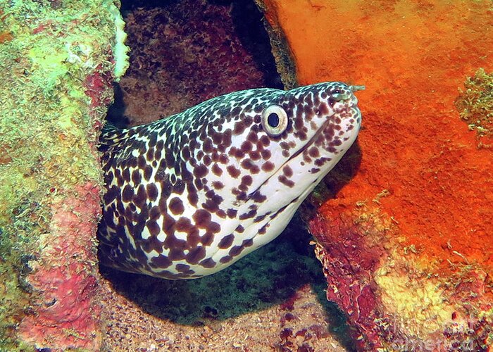 Underwater Greeting Card featuring the photograph Spotted Moray Eel by Daryl Duda