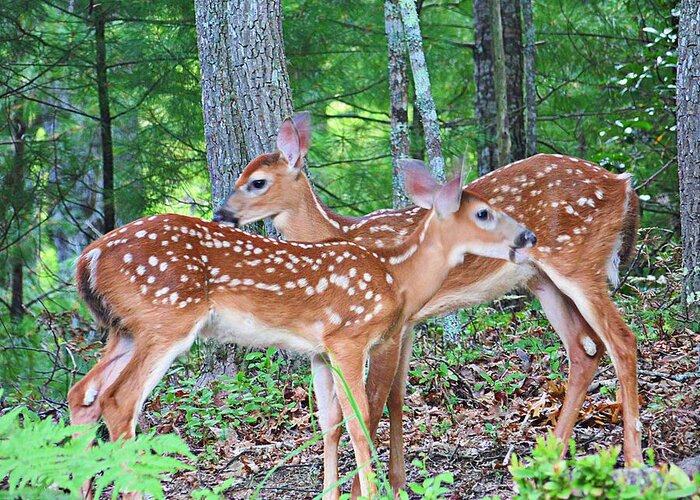 Deer Greeting Card featuring the photograph Spotted Siblings by Joe Duket