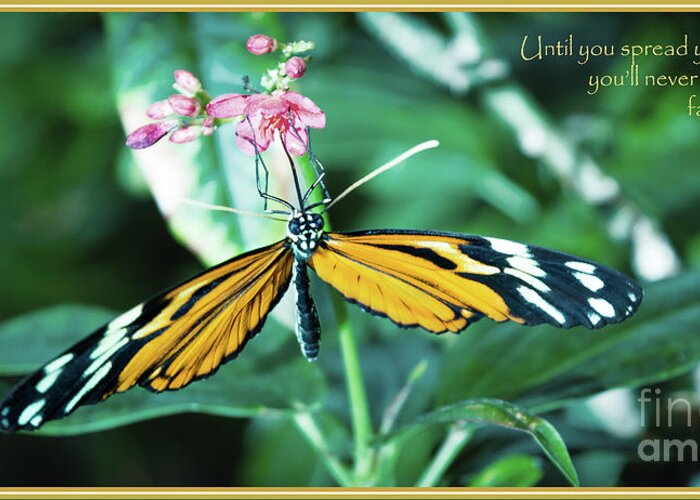 Macro Greeting Card featuring the photograph Spread your Wings by Deborah Klubertanz