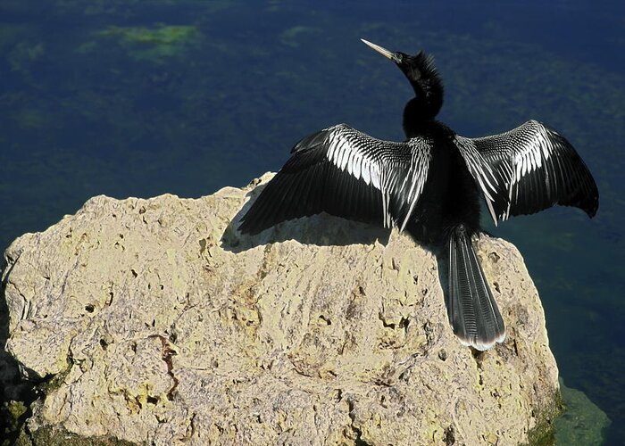 Anhinga Greeting Card featuring the photograph Spreading My Wings by Sally Weigand