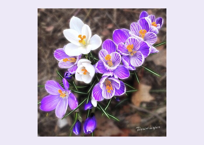 Crocus Greeting Card featuring the photograph Spring Beauties by Terri Harper