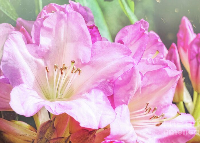 Rhododendron Greeting Card featuring the digital art Spring Bling by Jean OKeeffe Macro Abundance Art