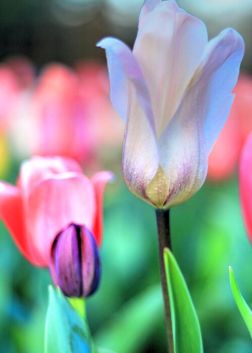 Tulips Greeting Card featuring the photograph Spring Blooms II by Carol Montoya