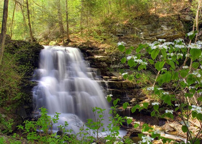 Ricketts Glen State Park Greeting Card featuring the photograph Spring Blossoms Grace Erie Falls by Gene Walls
