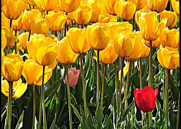 Tulip Greeting Card featuring the photograph Spring Bo by Steve Warnstaff