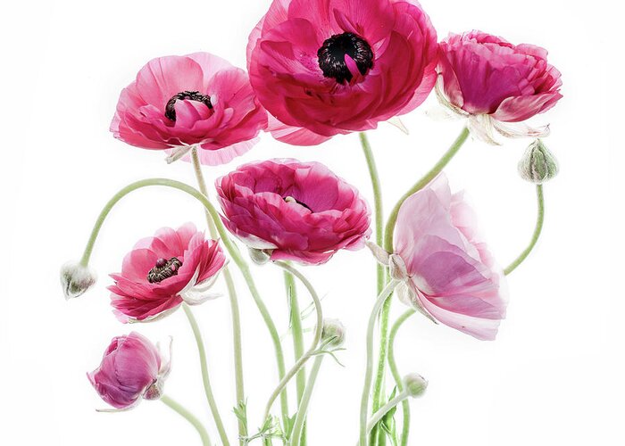 Ranunculus Greeting Card featuring the photograph Spring Bouquet by Rebecca Cozart