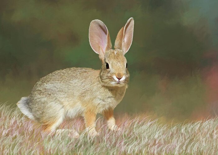 Bunny Greeting Card featuring the photograph Spring Bunny by Donna Kennedy