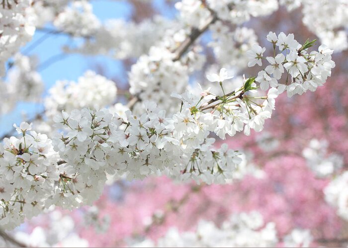 Floral Greeting Card featuring the photograph Spring Cherry Blossoms by Trina Ansel