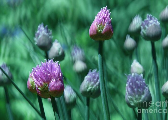 Spring Greeting Card featuring the photograph Spring Chives by Mary Machare