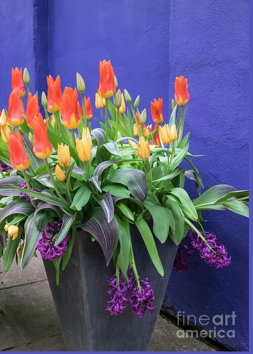 Tulips Greeting Card featuring the photograph Spring Colour by Philip Preston
