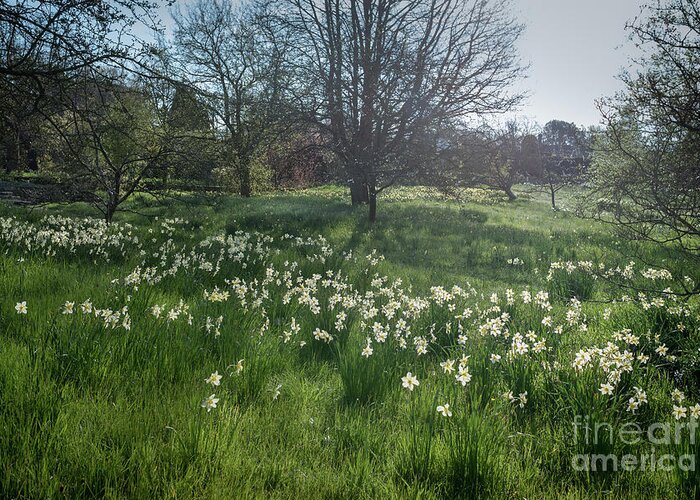 Spring Greeting Card featuring the photograph Spring Daffodils in the Orchard  by Perry Rodriguez