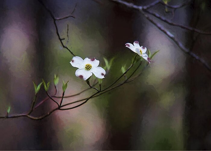 Digital Painting Greeting Card featuring the photograph Spring Dogwood Blooms by Darren Fisher