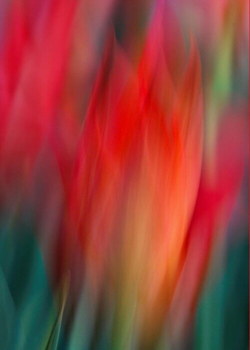 Tulip Greeting Card featuring the photograph Spring Fling by Neil Shapiro