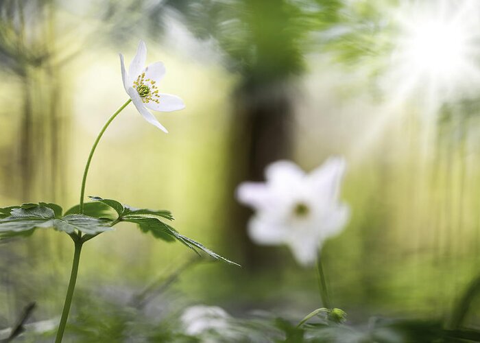 Fairy Tale Greeting Card featuring the photograph Spring Forest Wildflowers Fairy Tale by Dirk Ercken