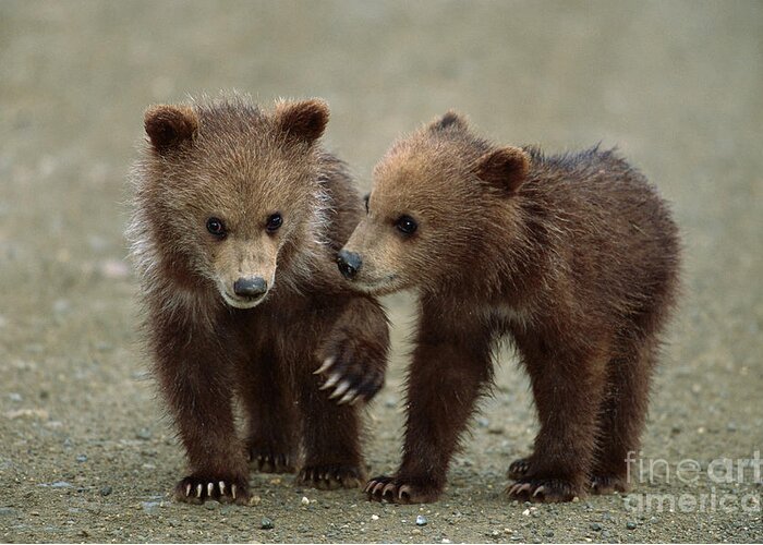 00340349 Greeting Card featuring the photograph Spring Grizzly Cubs in Denali by Yva Momatiuk John Eastcott