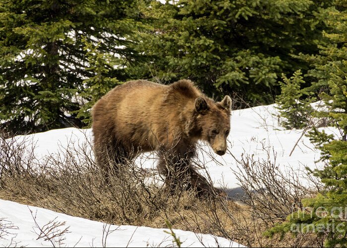 Grizzly Greeting Card featuring the photograph Spring Grizzly by Louise Magno