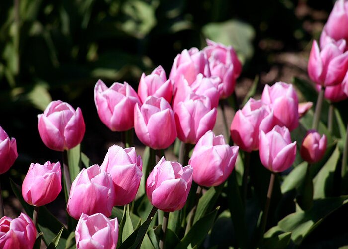 Pink Tulips Greeting Card featuring the photograph Spring Harmony by Mary Gaines