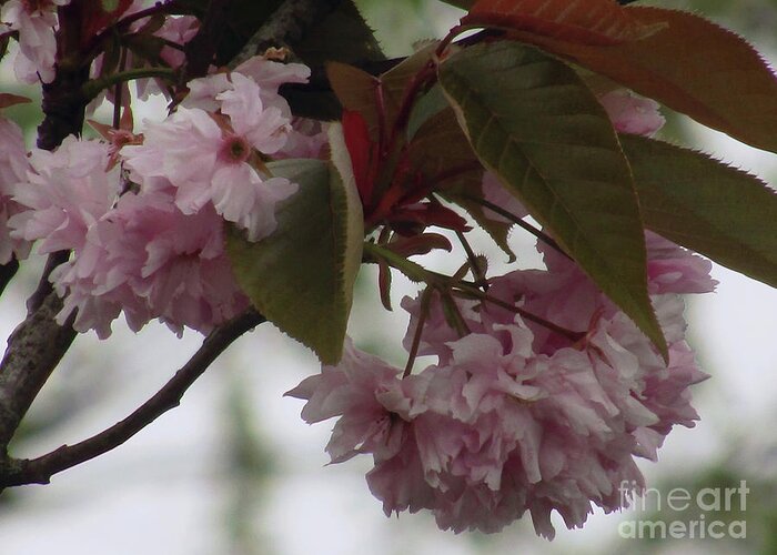 Cherry Blossoms Greeting Card featuring the photograph Spring In Pink 2 by Kim Tran