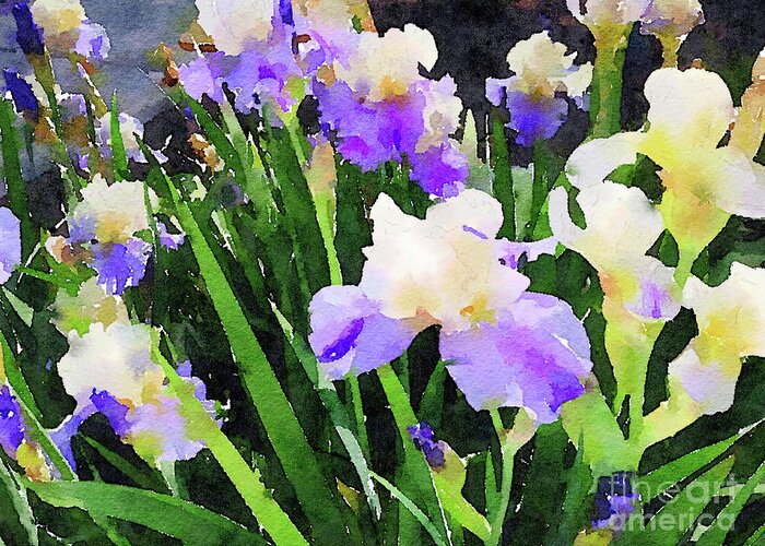 Iris Greeting Card featuring the photograph Spring Irises by Chris Scroggins