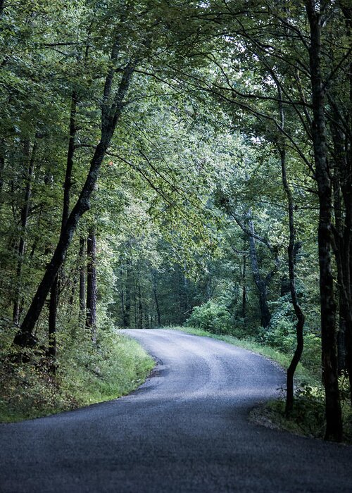 Oak Mountain Greeting Card featuring the photograph Spring Light on a Forest Road by Parker Cunningham