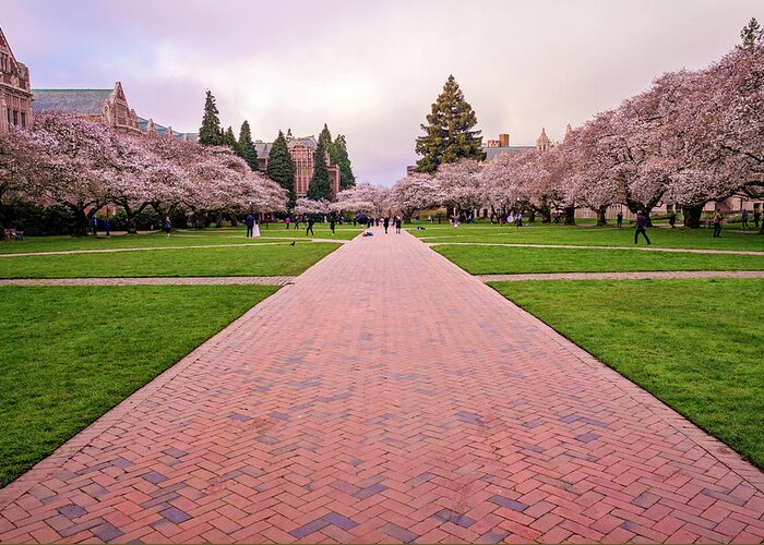 Seattle Greeting Card featuring the photograph Spring Morning At The Quad by Matt McDonald