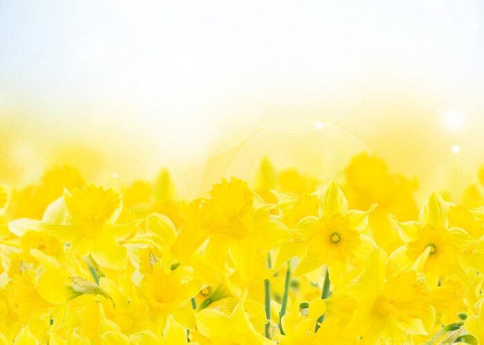 Daffodil Greeting Card featuring the photograph Spring Narcissus Garden by Anastasy Yarmolovich