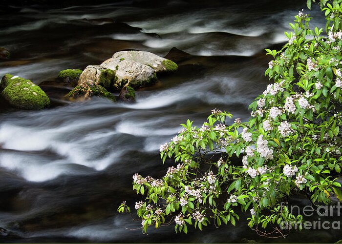 Mountain Greeting Card featuring the photograph Spring on the Oconaluftee River - D009923 by Daniel Dempster