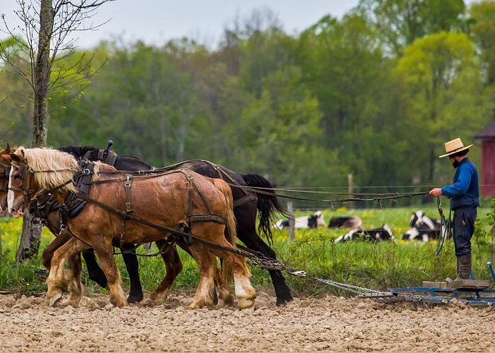 Horses Greeting Card featuring the photograph Spring Planting by Kevin Craft