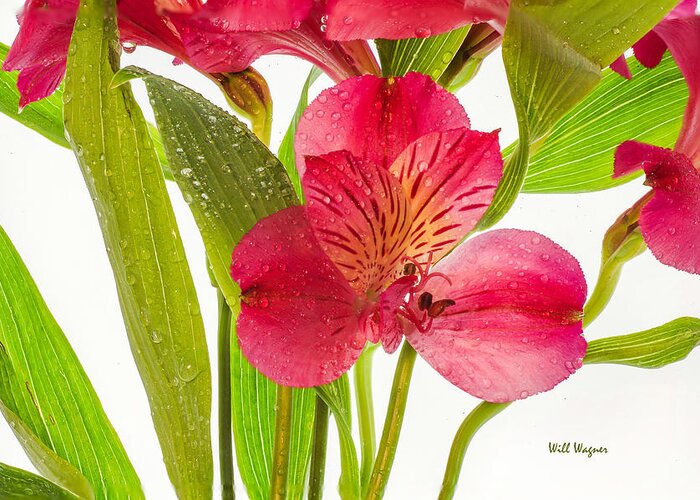 Flower Greeting Card featuring the photograph Spring Rain by Will Wagner